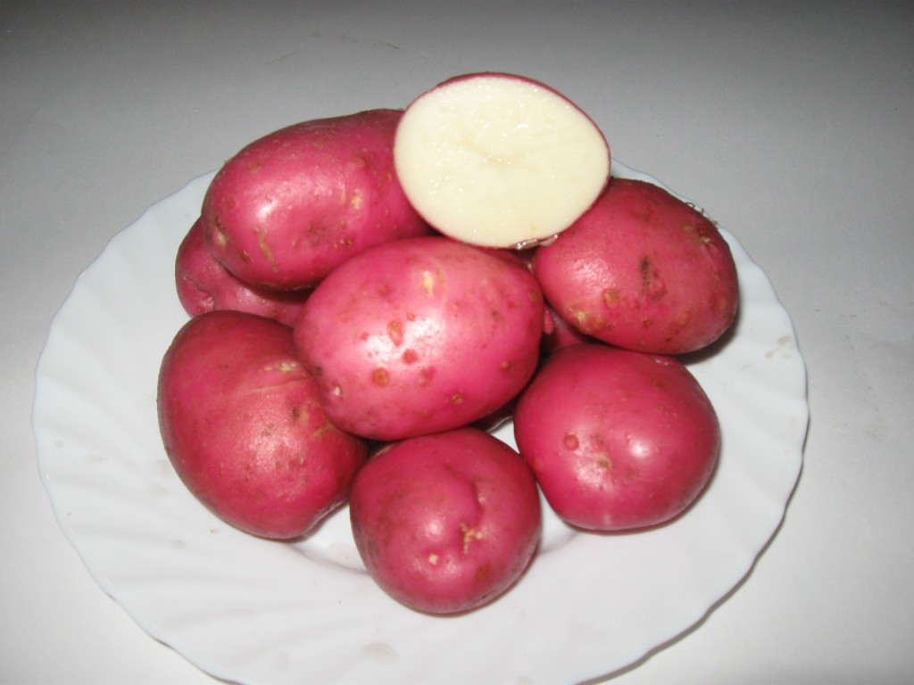 Kartoshka - Картофель - Картошка - Potatoes