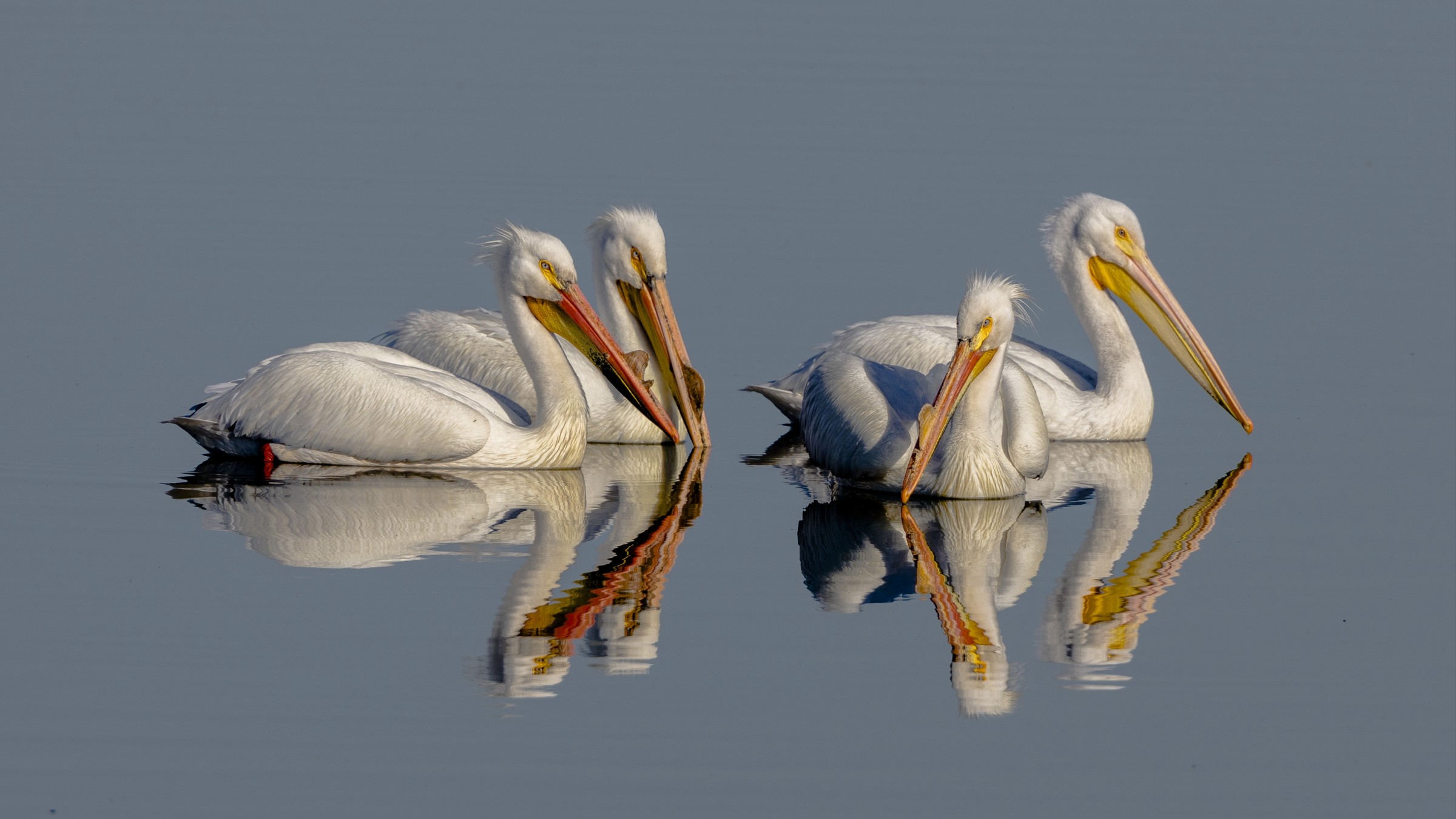 qush – qushlar – қуш – қушлар - bird – birds - птица – птицы - American white pelican - Американский белый пеликан