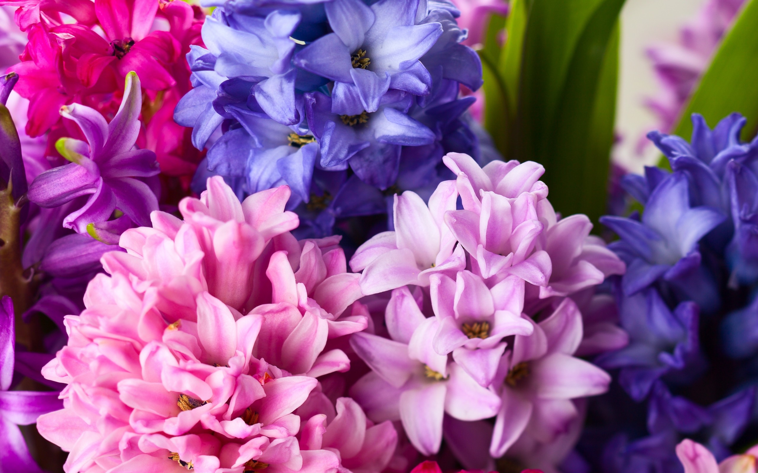 Цветы / Flowers / Gullar / Гуллар / гул / gul / gullar - atirgul - guli - lola - lola gul - binafsha gul - Gullarning turlari qanday - gullar nomi