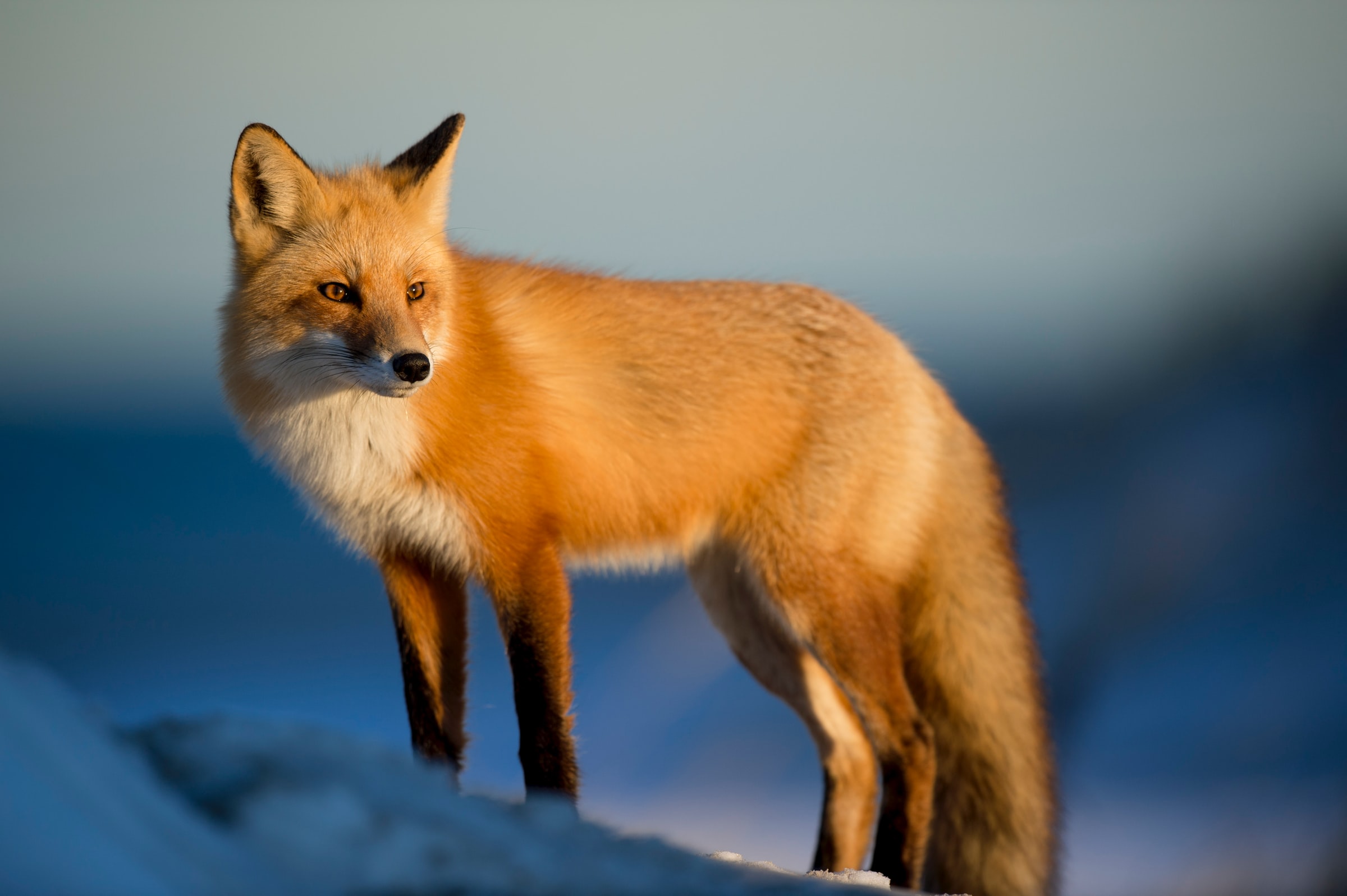 brown fox on snow field photo , бурая лиса на снежном поле фото , qor maydonidagi fotosuratda jigarrang tulki