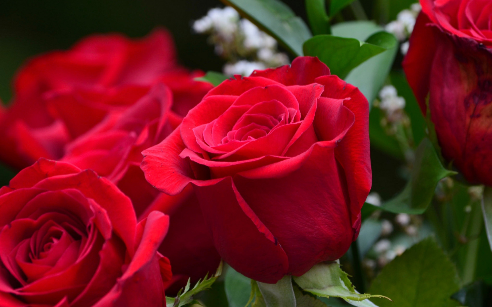 macro , roses , buds , red roses , макро, розы, бутоны, красные розы,