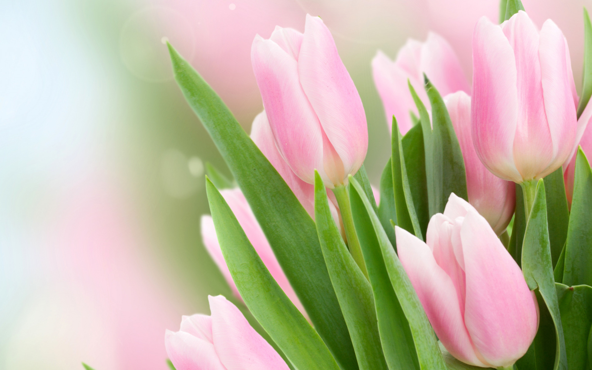 leaves , glare , background , tulips , pink , buds , bokeh , closeup ,листья, блики, фон, тюльпаны, розовые, бутоны, боке, крупным планом,