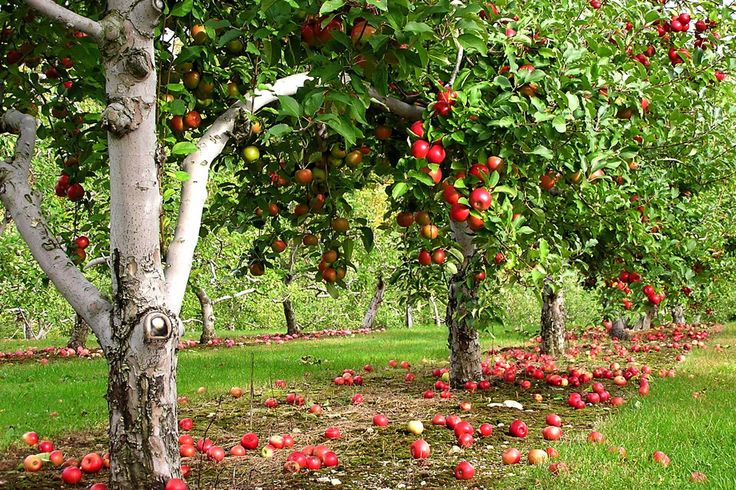 olma , qizil olma , ko'k olma , sariq olma , olma daraxti , яблоко, красное яблоко, синее яблоко, желтое яблоко, яблоня ,