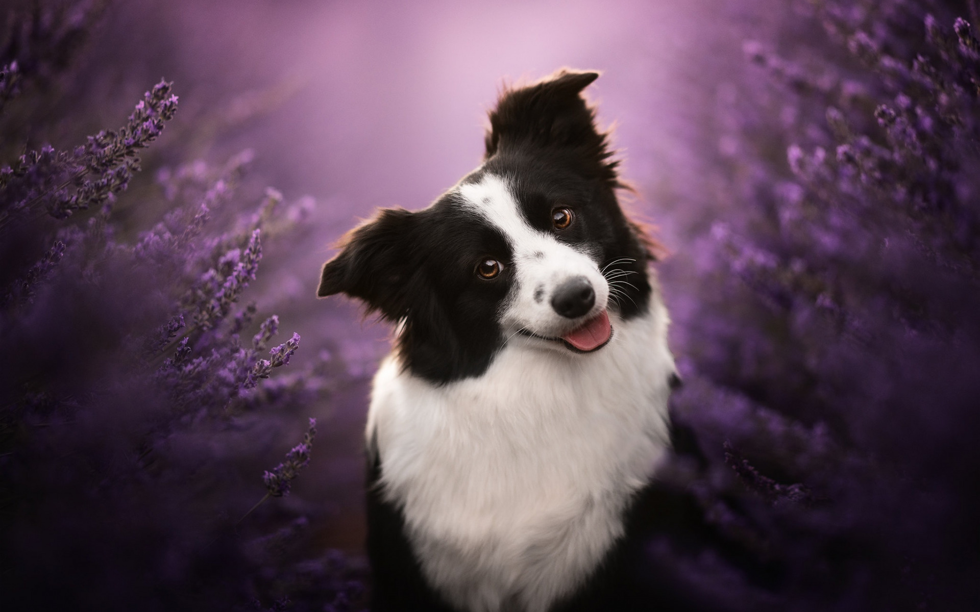 face , smile , dog , lavender , bokeh ,The border collie