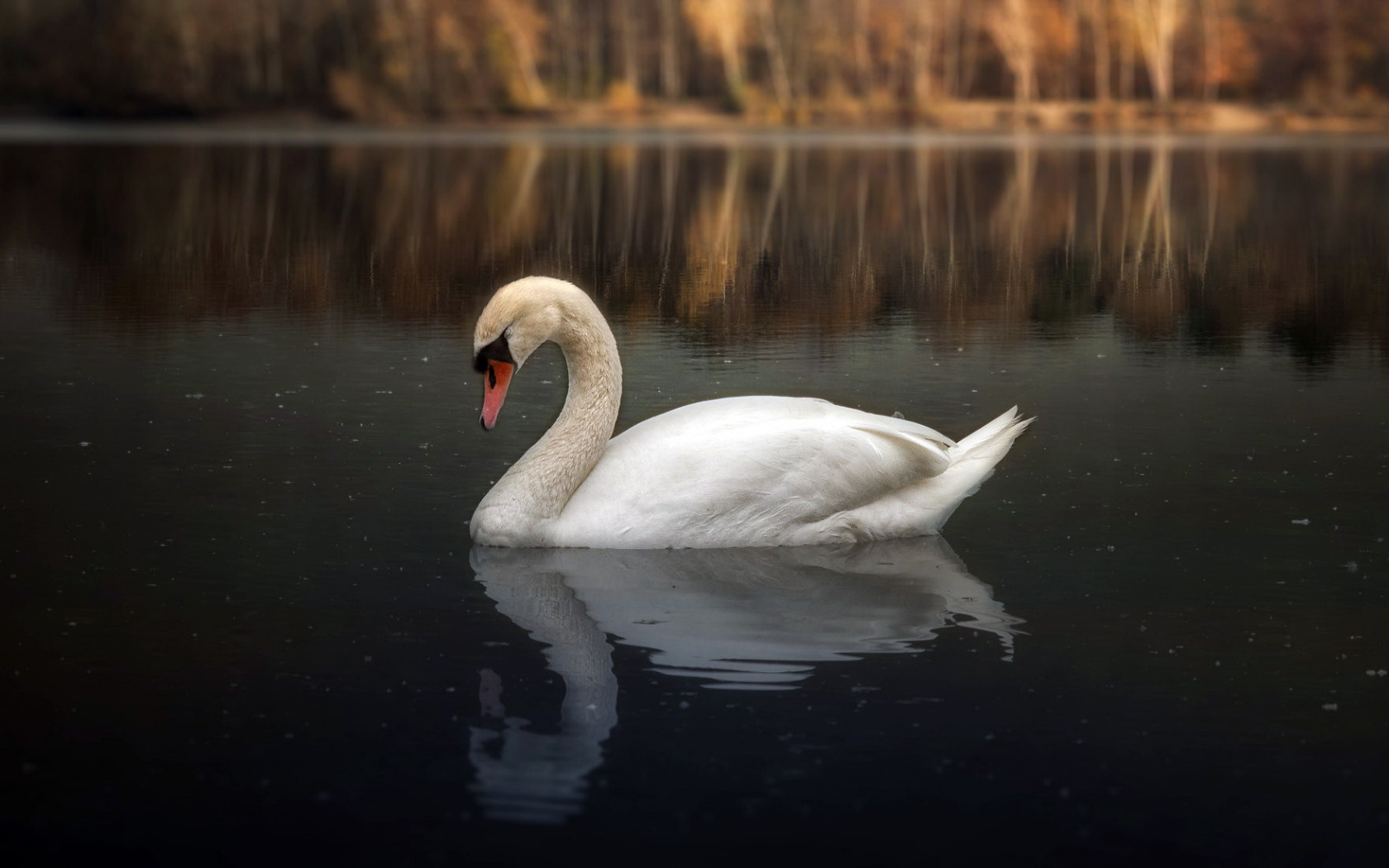 lake , bird , Swan ,