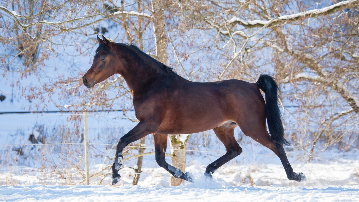 horse , horse , power , running , grace , chestnut , (с) Oliver Seitz ,