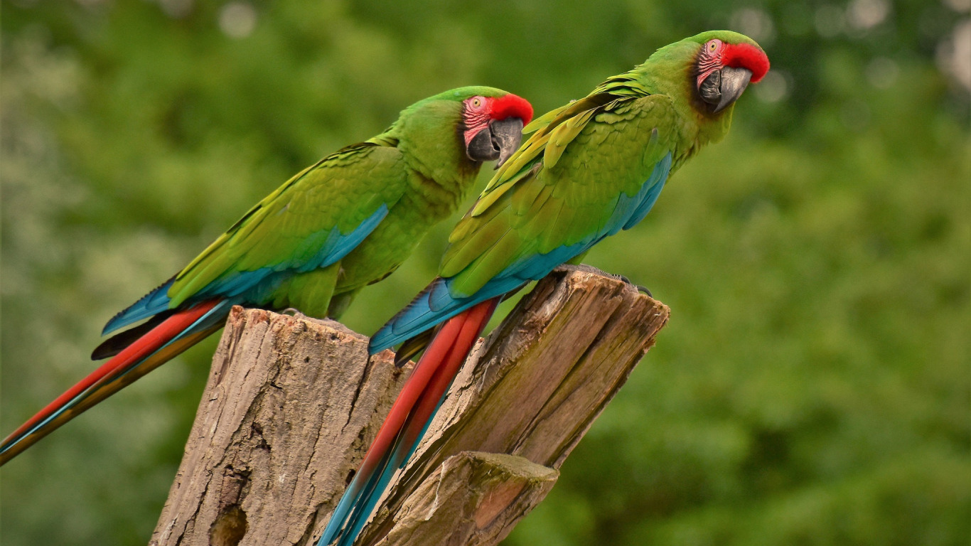 bird , feathers , parrot , color , beak ,