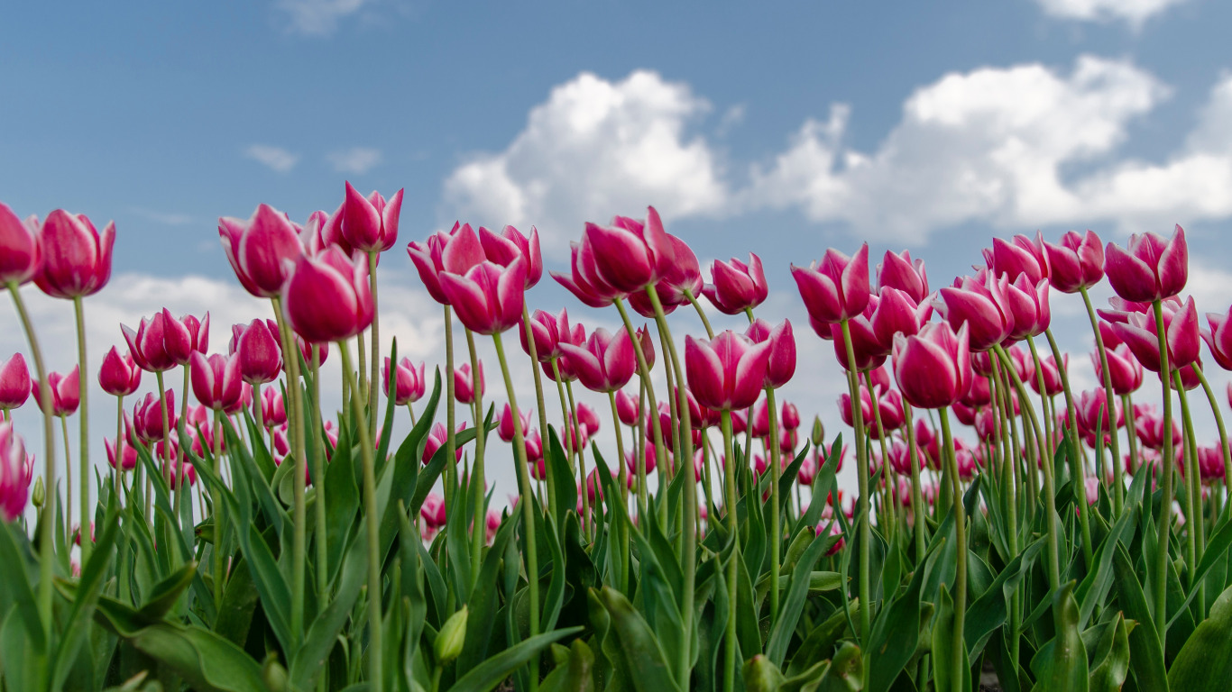 wallpapers, pictures, download, Summer, tulips, the sky