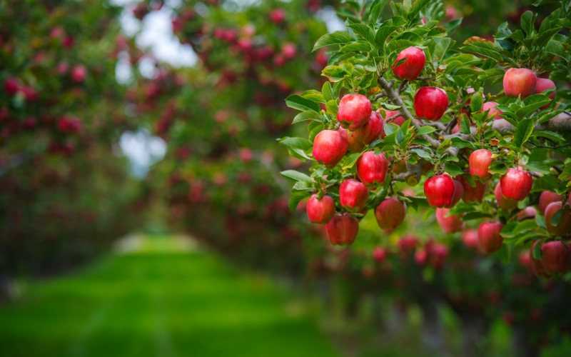 Яблоки фото - Apple picture - олма расм - Olma rasm