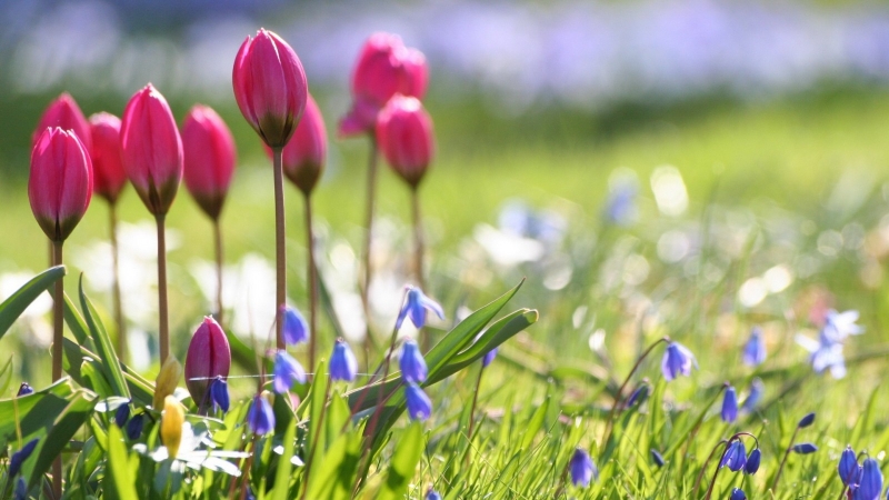 Весна | Spring | Bahor | Baxor |Бахор | весна сезон | bahor mavsumi |spring season | цветы |тюльпаны |HD обои на рабочий стол