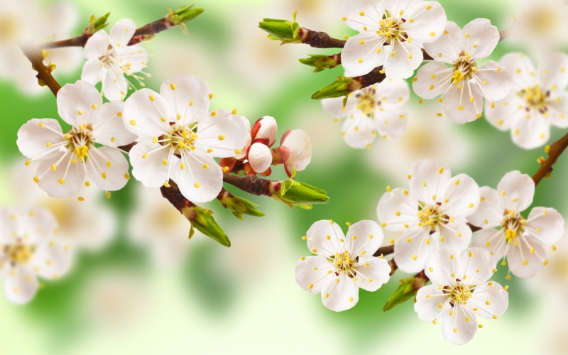 Весна | Spring | Bahor | Baxor |Бахор | весна сезон | bahor mavsumi |spring season | цветы |тюльпаны |HD обои на рабочий стол