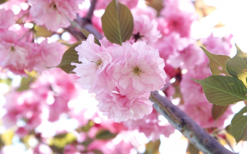 Весна | Spring | Bahor | Baxor |Бахор | весна сезон | bahor mavsumi |spring season | Цветы / Flowers |тюльпаны |HD обои на рабочий стол