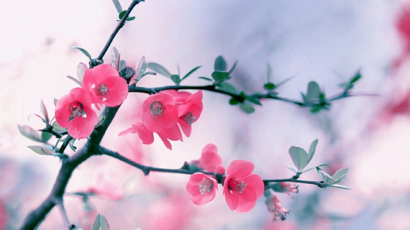 Весна | Spring | Bahor | Baxor |Бахор | весна сезон | bahor mavsumi |spring season | Цветы / Flowers |тюльпаны |HD обои на рабочий стол