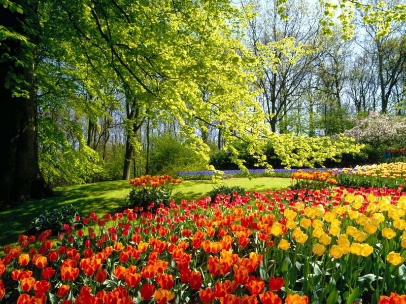Весна  Spring  Bahor  Baxor Бахор  весна сезон  bahor mavsumi spring season  Цветы  Flowers тюльпаны HD обои на рабочий стол