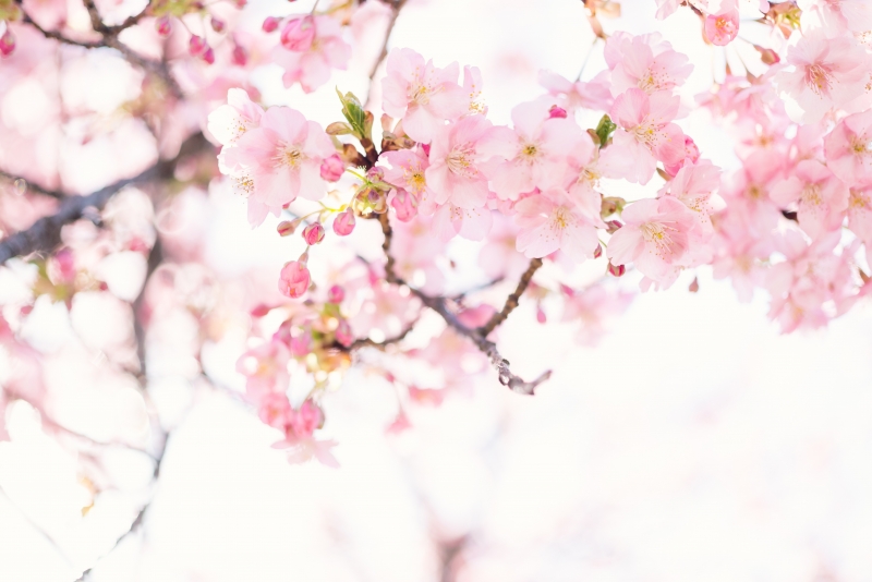Весна | Spring | Bahor | Baxor | Бахор | весна сезон | bahor mavsumi | spring season | Цветы / Flowers | тюльпаны | HD обои на рабочий стол