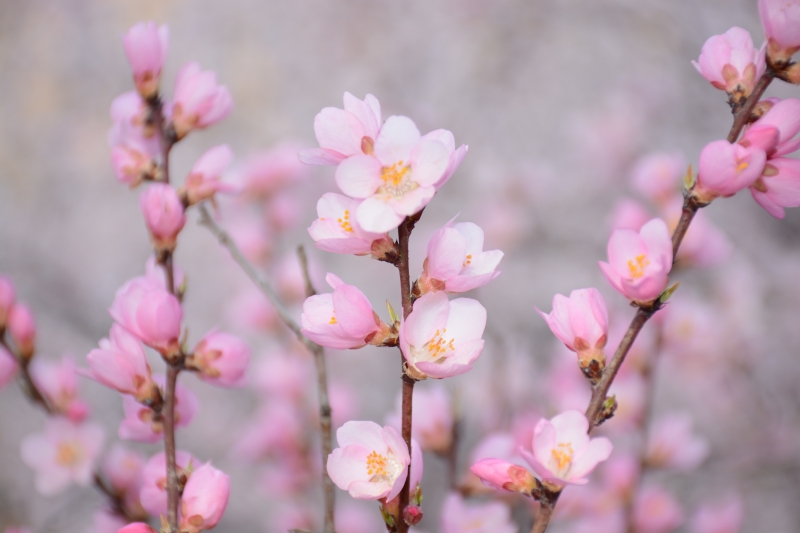 Весна | Spring | Bahor | Baxor | Бахор | весна сезон | bahor mavsumi | spring season | Цветы / Flowers | тюльпаны | HD обои на рабочий стол