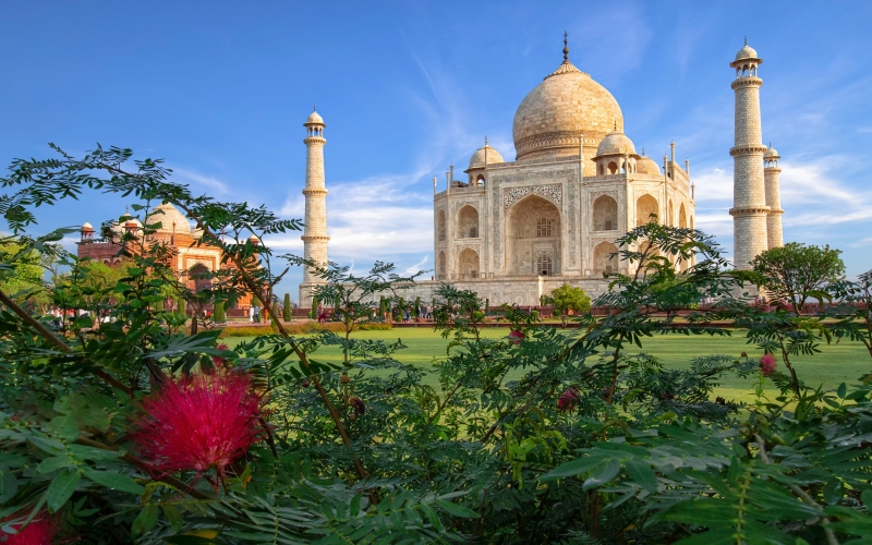 Индия | Тадж-Махал | мечеть | архитектура | кусты | мавзолей | Агра | Taj Mahal | акация | Agra | India