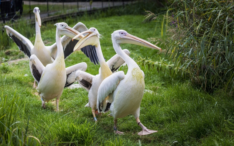 qush – qushlar – қуш – қушлар - bird – birds - птица – птицы - American white pelican - Американский белый пеликан
