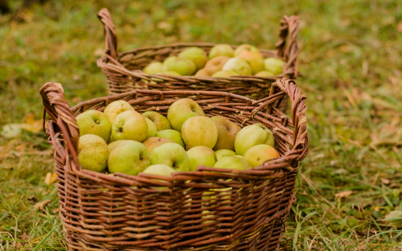 autumn • nature • apples • harvest • basket - осень • природа • яблоки • урожай • корзины - Hi-Tech Абстракции Авиация Аниме Город Девушки Еда Живопис