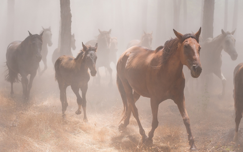 forest , grass , trees , fog , horses , morning , horse , a lot , the herd , the herd , foal , he has Bay ,