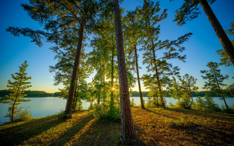 trees , lake , pine , Alabama ,  Alabama , West Point Lake , Veasey Creek Recreation Area ,