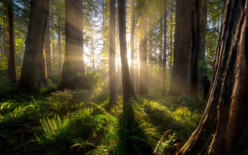 forest , rays , trees , CA , sunlight , Sequoia