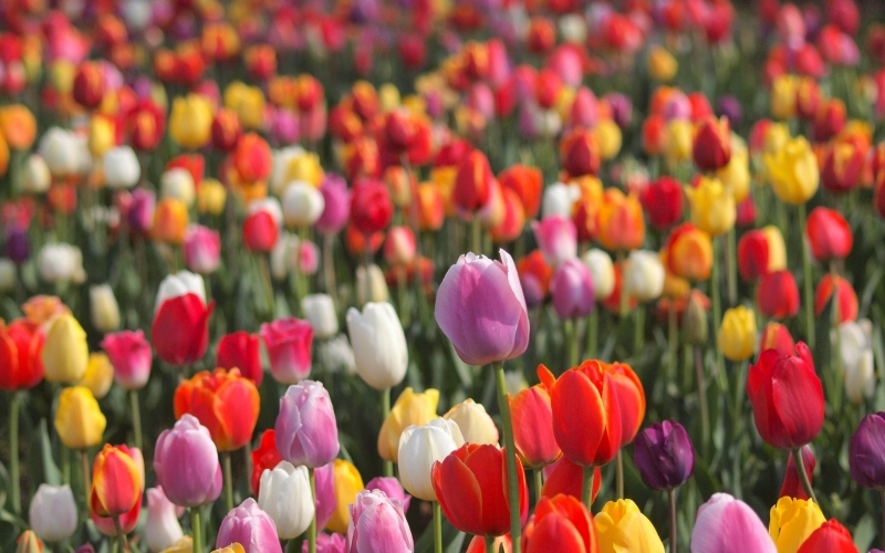 tulips , buds , colorful , a lot , bokeh , plantation ,